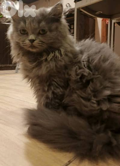 selling 2 month old kitten for 100$