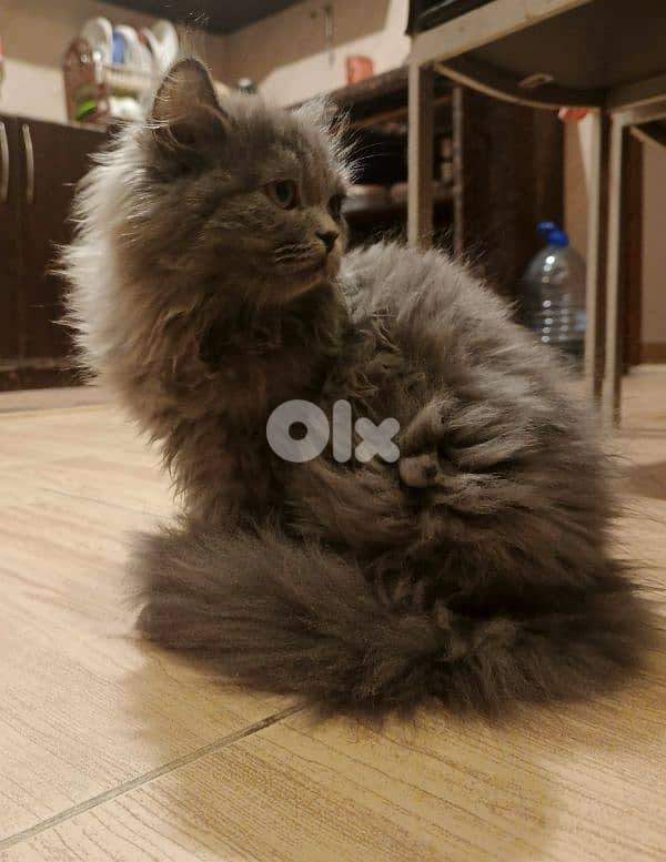 selling 2 month old kitten for 100$ 1