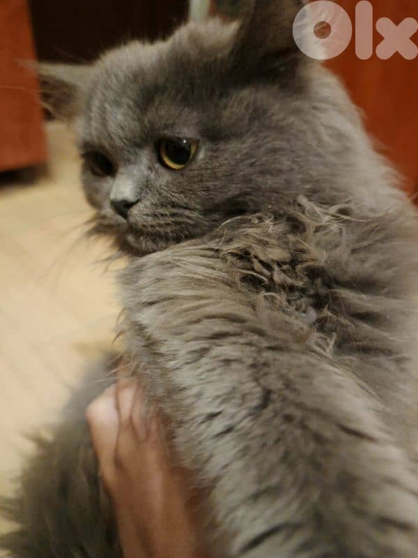 selling 2 month old kitten for 100$ 2