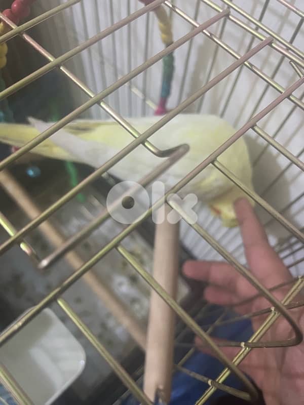 carawan/كروان 1