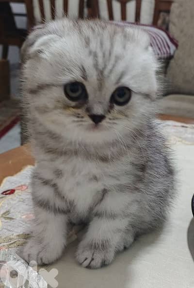 kitten male for sale