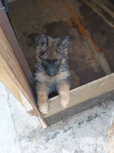 German shepherd full black german shepherd
