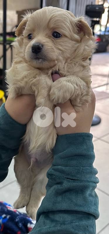 puppy pomranian mix 1