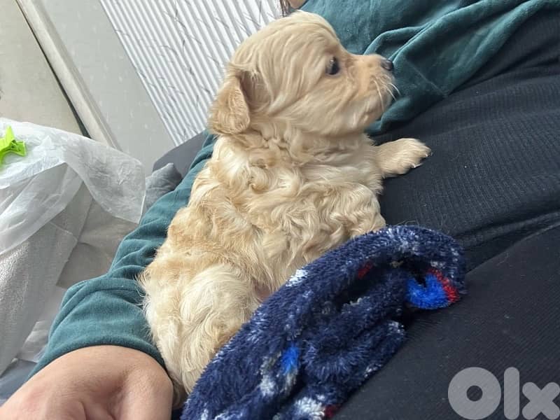 puppy pomranian mix 2