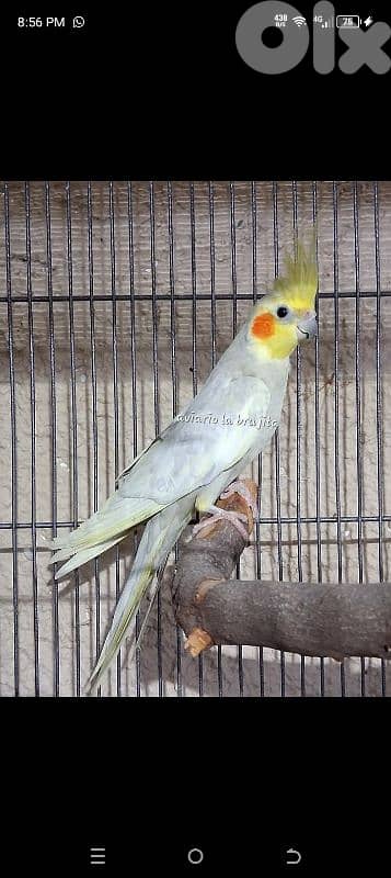 صيدا درب السيم