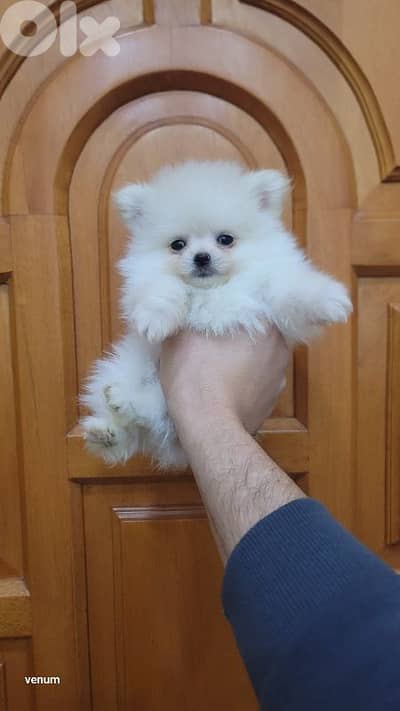pomeranian teacup toy face