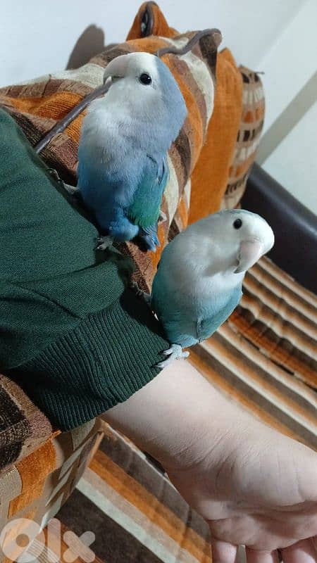 بيروت شياح 1