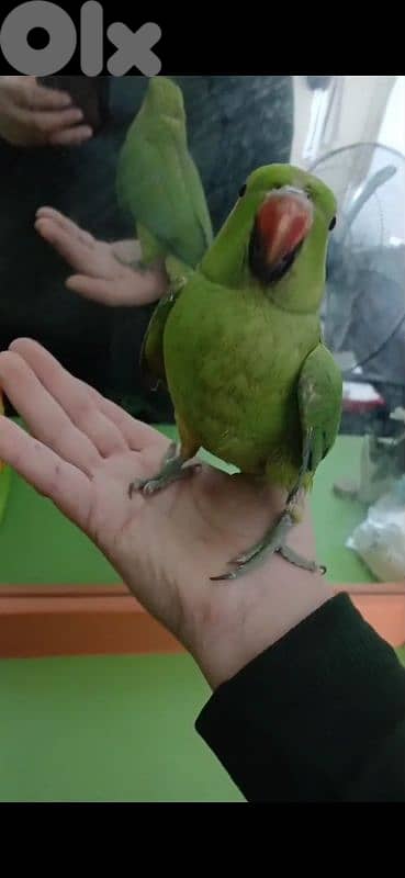 بيروت شياح 2