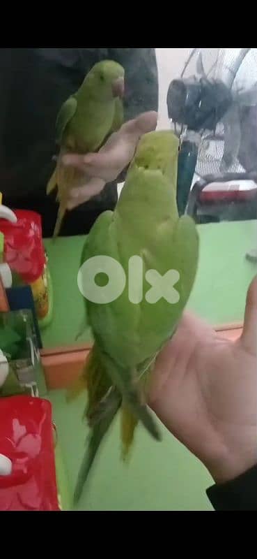 بيروت شياح 3