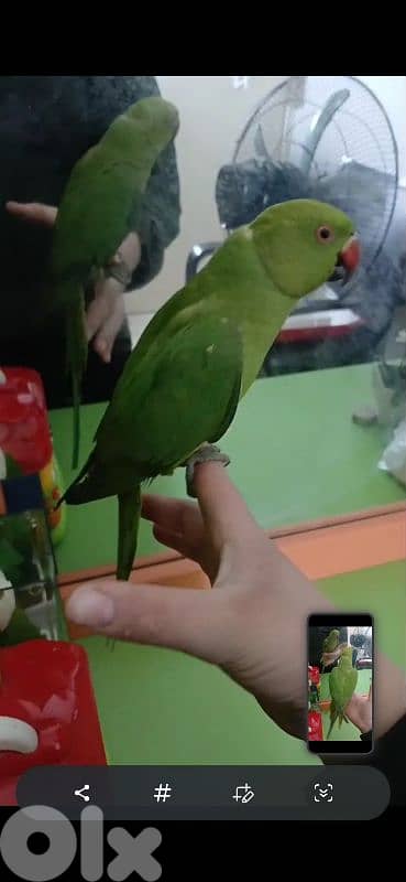 بيروت شياح 5