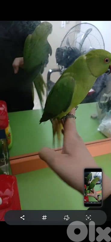 بيروت شياح 6