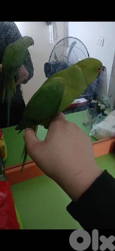 بيروت شياح 7