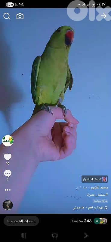 بيروت شياح 8