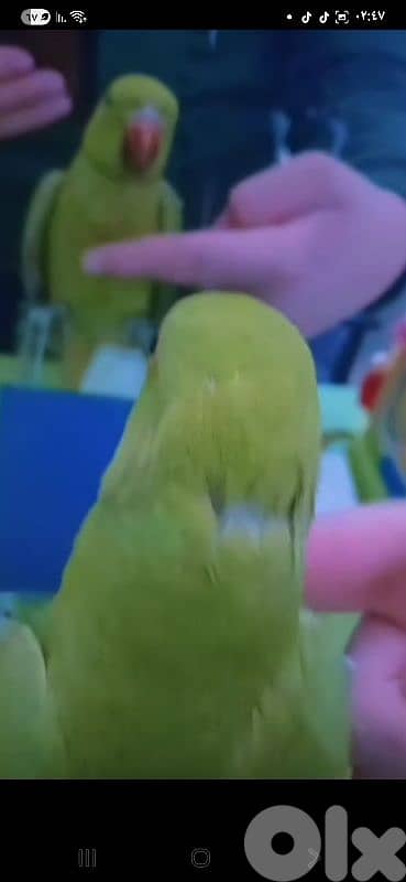 بيروت شياح 9