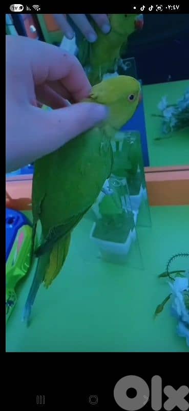 بيروت شياح 10