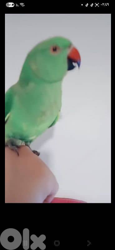 بيروت شياح 14