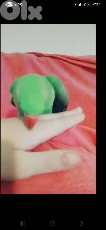 بيروت شياح 15