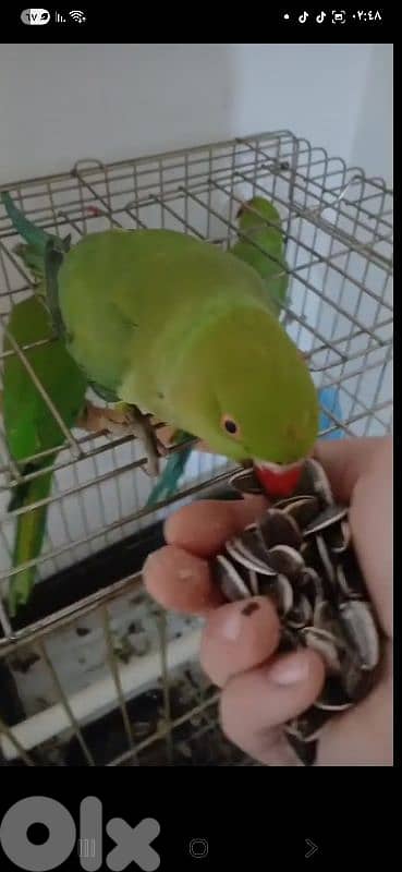 بيروت شياح 16