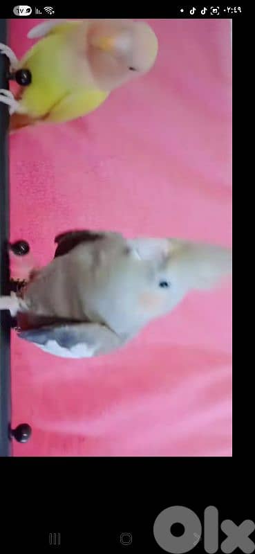 بيروت شياح 17