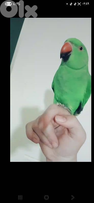 بيروت شياح 18