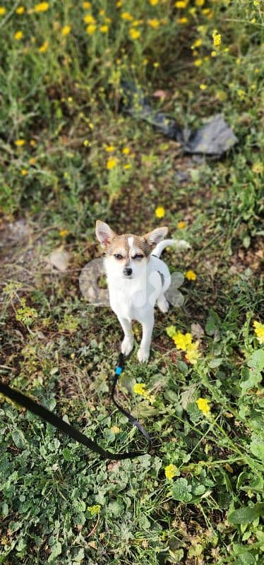 chihuahua for adoption fully vaccinated