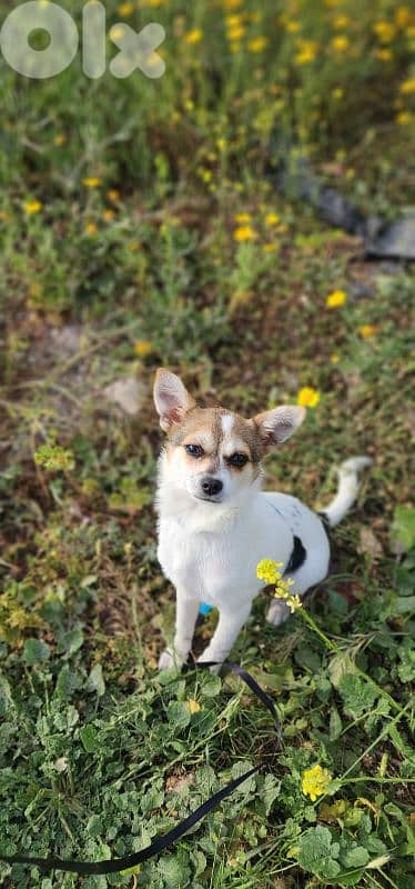 chihuahua for adoption fully vaccinated 1