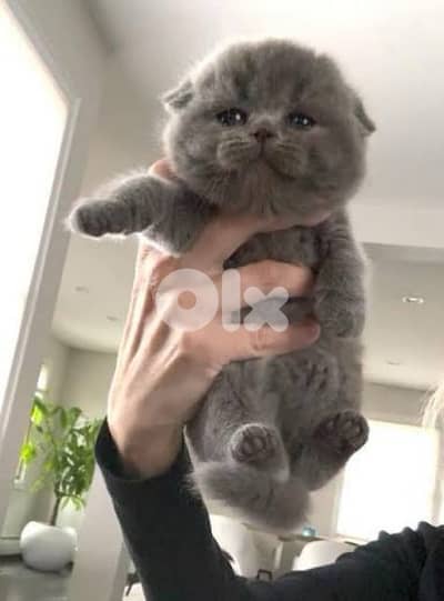 gold and white kitten 70485808