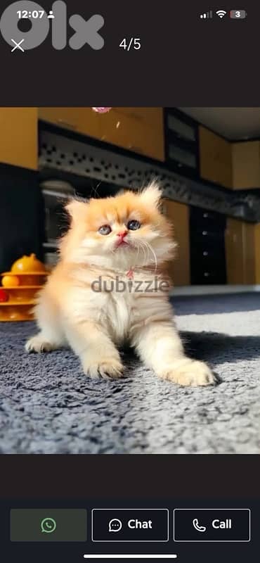 british gold 70485808