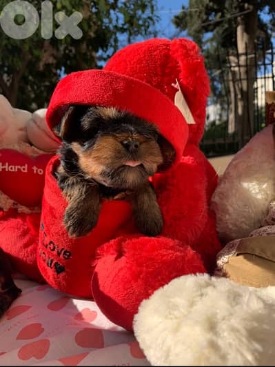 yorkshire mini puppy
