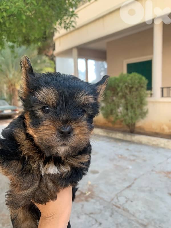 yorkshire mini puppy 1