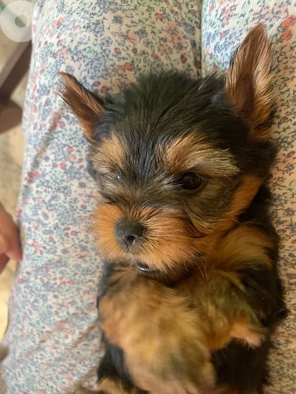 yorkshire mini puppy 2