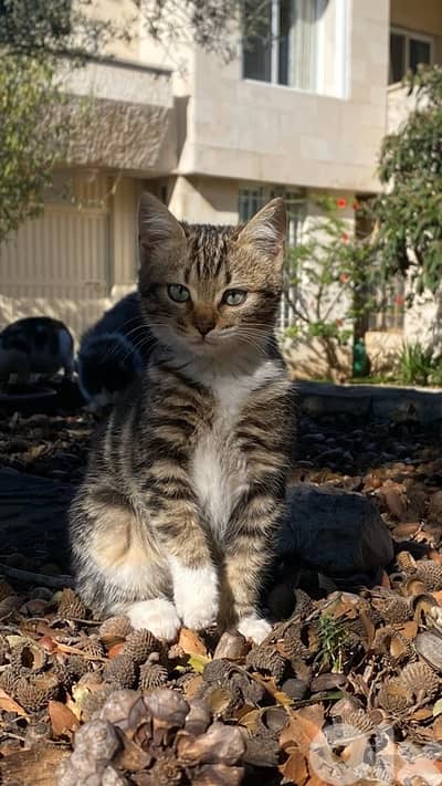 Kittens for sale or adoption