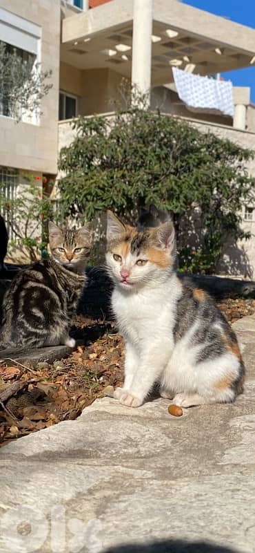 Kittens for sale or adoption 1