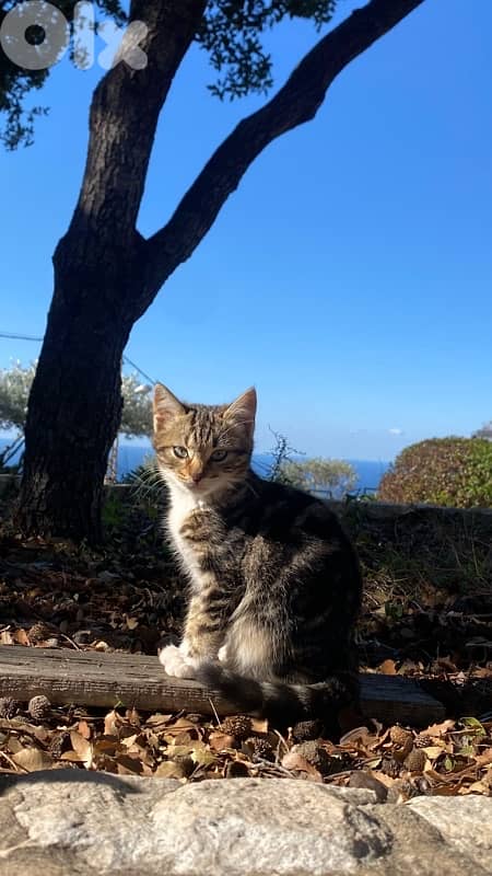 Kittens for sale or adoption 2