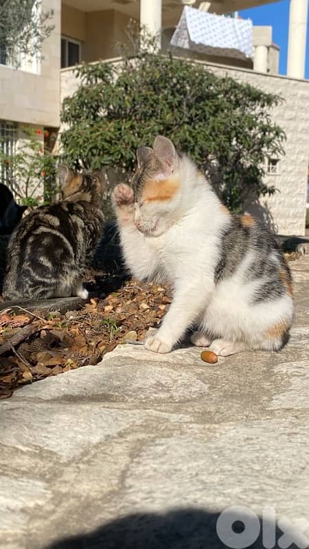 Kittens for sale or adoption 3