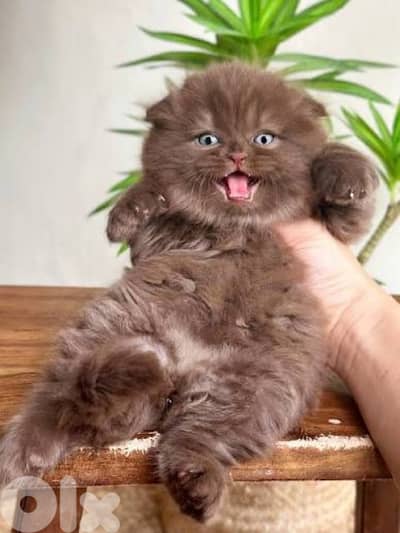 scottish chocolate male 70485808