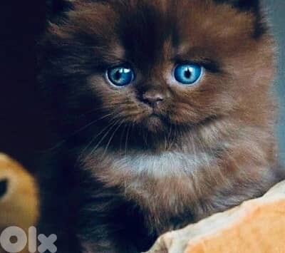 scottish chocolate male 70485808