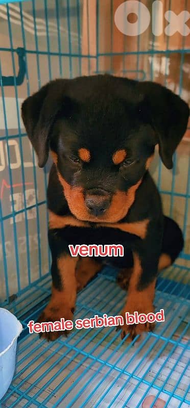 rottweiler serbian