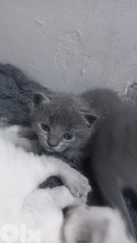 الضاحية رويس 5