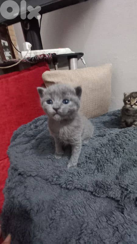 الضاحية رويس 6