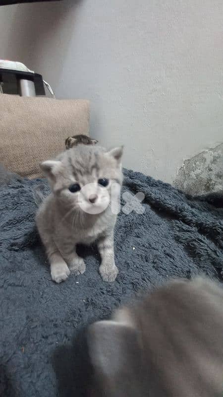 الضاحية رويس 7