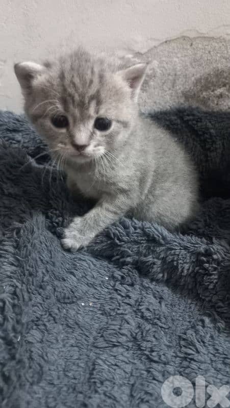 الضاحية رويس 8