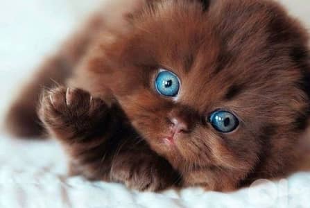 scottish chocolate male 70485808