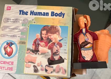 Human body set