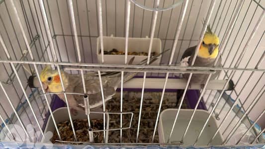 كروان انتيايه وذكر