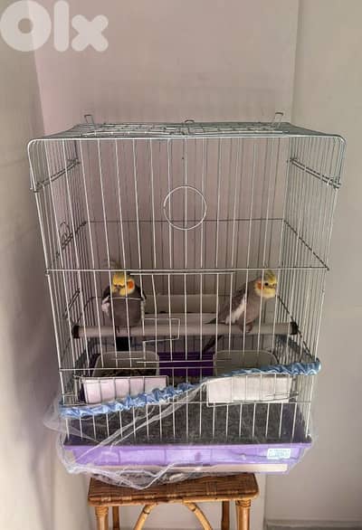 كروان انتيايه وذكر