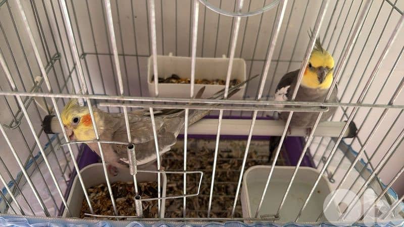 كروان انتيايه وذكر 2