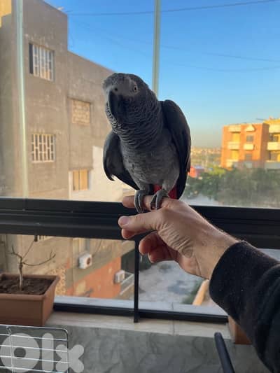 بيغاء كاسكو جامبو