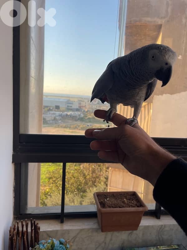 بيغاء كاسكو جامبو 1