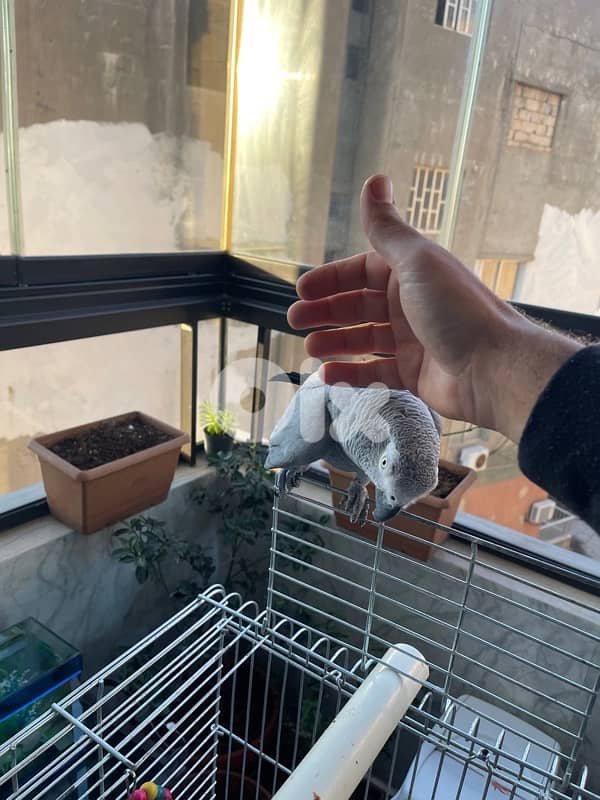 بيغاء كاسكو جامبو 2